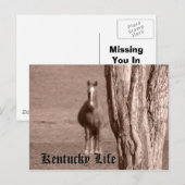 Kentucky Life Postkarte (Vorne/Hinten)