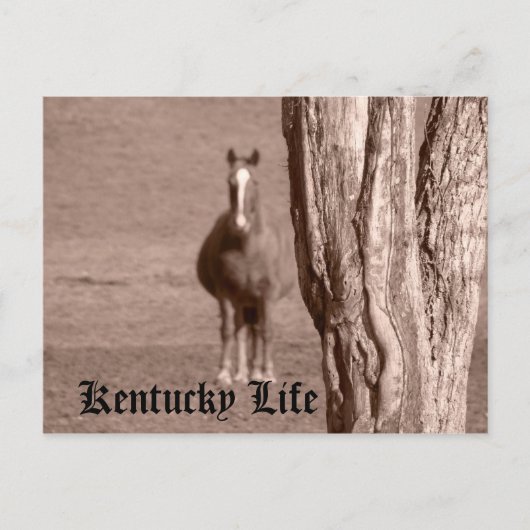 Kentucky Life Postkarte (Vorderseite)