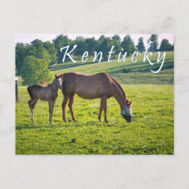 Kentucky Postcard. Pferde auf Pferdefarm. Postkarte