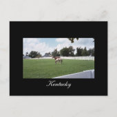 Kentucky Postcard Postkarte (Vorderseite)