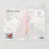 Kentucky Staat Bird - Nordlicher Kardinal Postkarte (Rückseite)