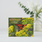 Kentucky Staat Blume: Goldenrod Postkarte (Stehend Vorderseite)