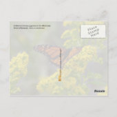 Kentucky Staat Blume: Goldenrod Postkarte (Rückseite)