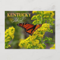 Kentucky Staat Blume: Goldenrod