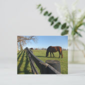 Kentucky Thoroughbreds Postkarte (Stehend Vorderseite)