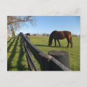 Kentucky Thoroughbreds Postkarte (Vorderseite)