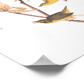 Kentucky Warbler Audubon Birds and Magnolia Blume Poster (Ecke)