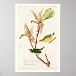 Kentucky Warbler von Audubon Poster