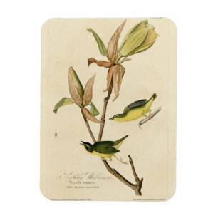 Kentucky Warbler von Audubons Vögeln von Amerika Magnet