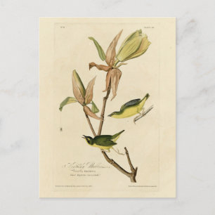 Kentucky Warbler von Audubons Vögeln von Amerika Postkarte
