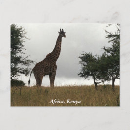 Kenya-Giraffe in freier Wildbahn Postkarte