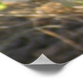 KENYA Lioness auf Wache Poster (Ecke)