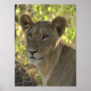 KENYA Lioness auf Wache Poster