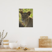 KENYA Lioness auf Wache Poster (Küche)