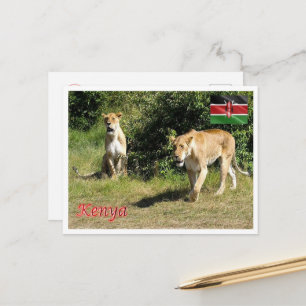 Kenya - Lionesses - Postkarte