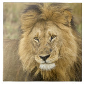 Kenya Masai Mara Fliese (Vorderseite)