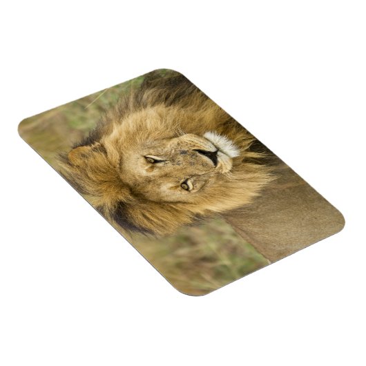 Kenya Masai Mara Magnet (Rechte Seite)
