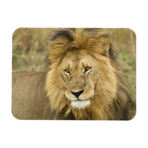 Kenya Masai Mara Magnet