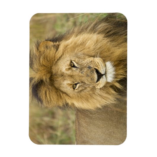 Kenya Masai Mara Magnet (Vertikal)