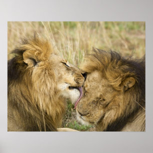 Kenya, Masai Mara Poster