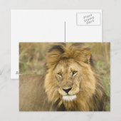 Kenya Masai Mara Postkarte (Vorne/Hinten)