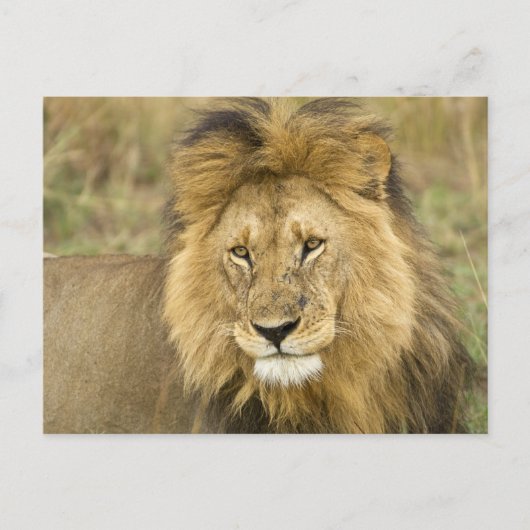 Kenya Masai Mara Postkarte (Vorderseite)