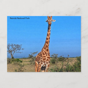Kenya Postcard Postkarte