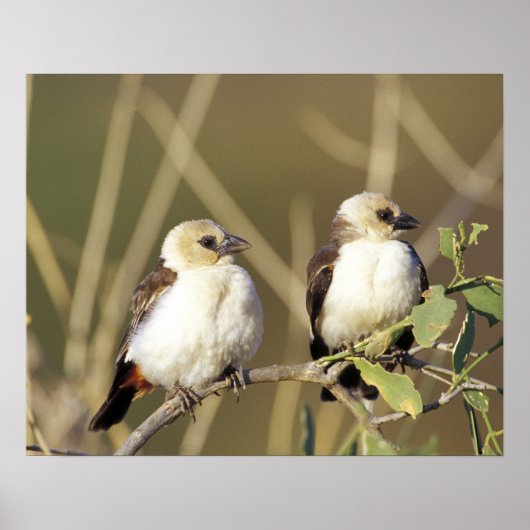 Kenya, Samburu National Reserve Poster (Vorne)
