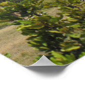 KENYA Towering Giraffe Poster (Ecke)