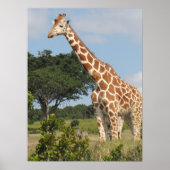 KENYA Towering Giraffe Poster (Vorne)