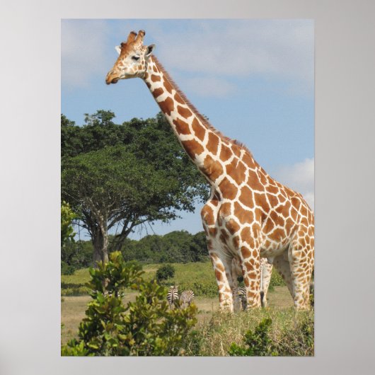 KENYA Towering Giraffe Poster (Vorne)