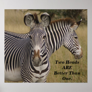 KENYA Zebras zwei Köpfe sind besser als ein Poster