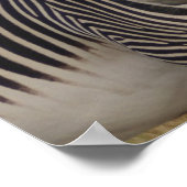 KENYA Zebras zwei Köpfe sind besser als ein Poster (Ecke)