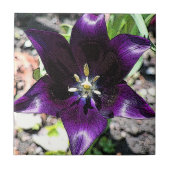 Keramik "ÄGGPLANFARBENER TULIP" Fliese (Vorderseite)