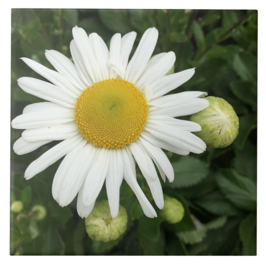 Keramik Blume Tile Fliese (Vorderseite)
