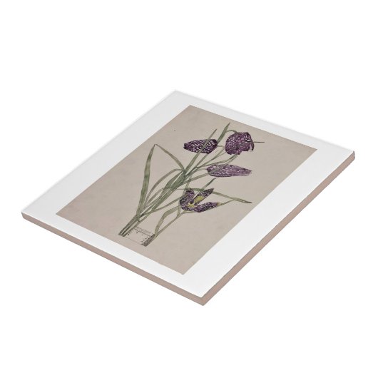 KERAMIK : CHARLES RENNIE MACKINTOSH : 1915 FLIESE (Seite)