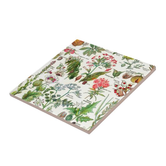 Keramik der botanischen Illustrationen Fliese (Seite)