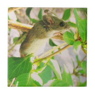 Keramik der Maus Fliese