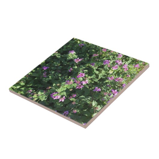 Keramik-Fliese (4,25" x 4,25") Fliese (Seite)