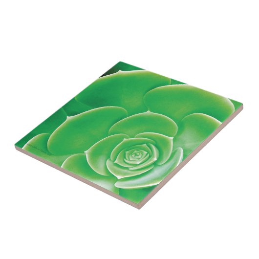 Keramik-Fliese - blühender grüner Succulent Fliese (Seite)