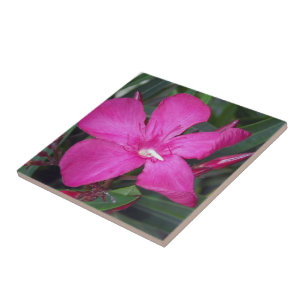 Keramik-Fliesen aus dem Fotos, rosa Oleander Fliese
