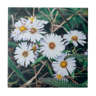 Keramik-Foto-Fliese der Küste-Gänseblümchen- Fliese