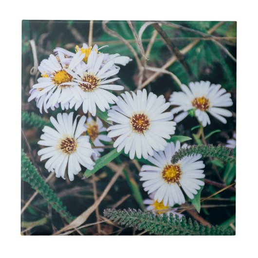 Keramik-Foto-Fliese der Küste-Gänseblümchen-| Fliese (Vorderseite)