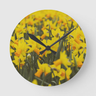 Keramik für Daffodien Runde Wanduhr