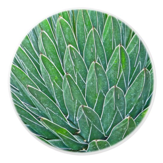 KERAMIK KNOB/AGAVE PFLANZE KERAMIKKNAUF (Vorderseite)