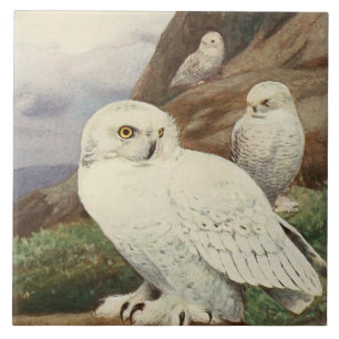 Keramik mit Vintagen Eule Fliese