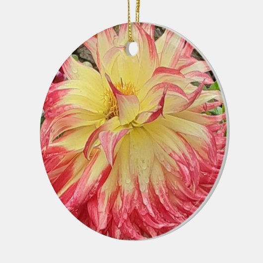 Keramik Rosa und Gelb Dahlia Keramik Ornament (Links)