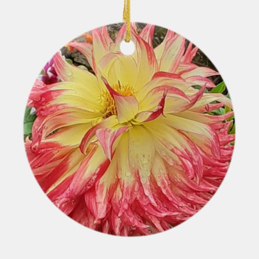 Keramik Rosa und Gelb Dahlia Keramik Ornament (Hinten)