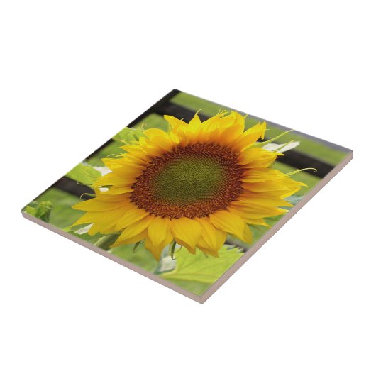 Keramik-Sonnenblume-Fliese Fliese (Seite)