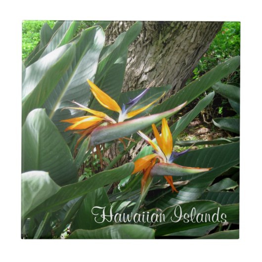 Keramik Tile-Bird des Paradieses Fliese (Vorderseite)